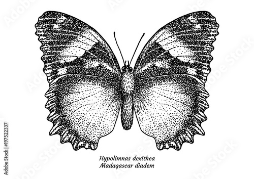 Hypolimnas dexithea, madagascar diadem, illustration, drawing, engraving, ink, 

line art, vector