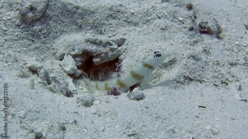Symbiotic relationship between shrimps - blind worker and Steinitzs Shrimpgoby ( Amblyeleotris Steinitzi )