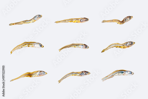 Set of different dried japanese sardines on white background. Close up.