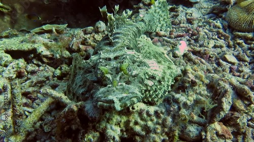 Camouflaged cryptic Crocodilefish , Cymbacephalus beauforti, resting on corals  of Bali, Indonesia photo