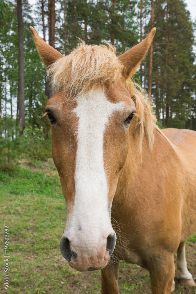 Portrait of a beautiful horse on the Korteniemi Heritage Farm that is located in the Liesjärvi National Park, Finland, Europe Portrait of a beautiful horse on the Korteniemi Heritage Farm that is located in the Liesjärvi National Park, Finland, Europe