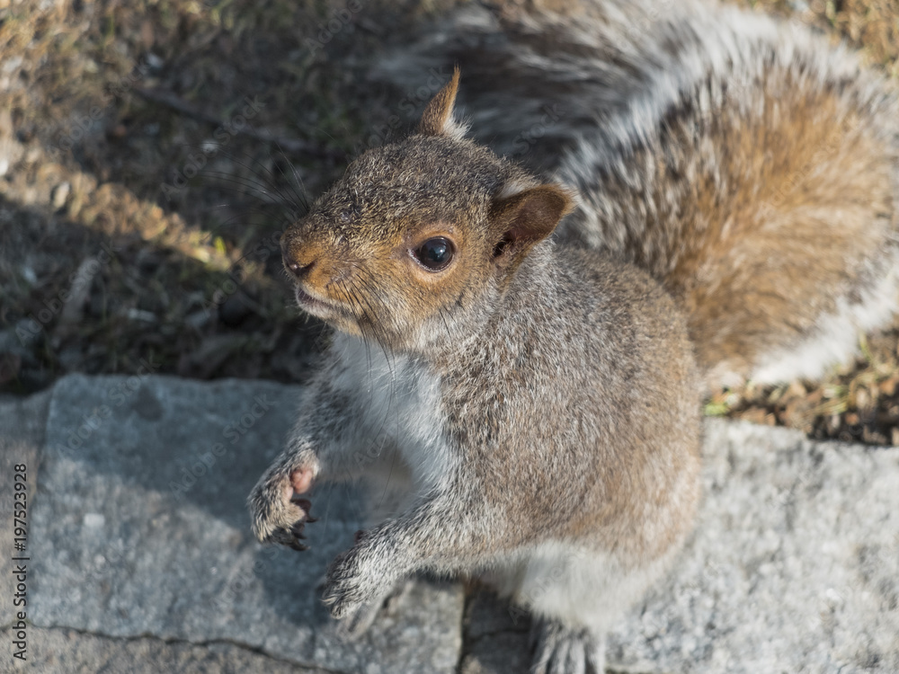 Fototapeta premium friendly squirrel