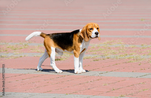 Cuadro en lienzo Beagle dog looks aside.  The Beagle stands in the park.