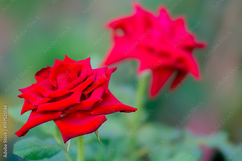 Rose, Red flower with green background. Rose, Red flower with green background.