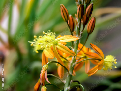 Blooming Bulbine frutescens flowers