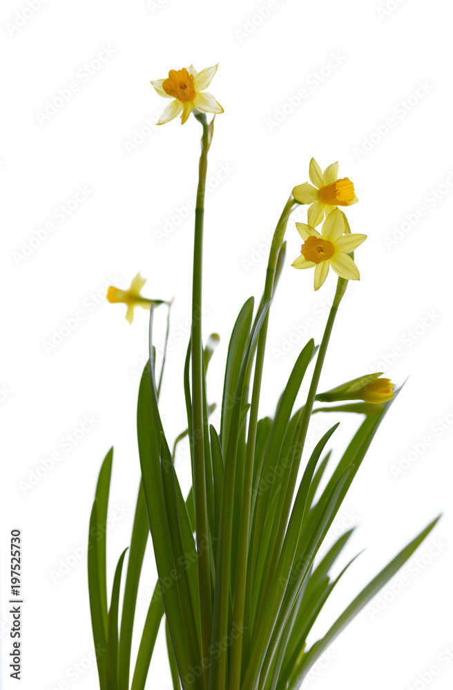 Fototapeta premium Narcissus flower in window background