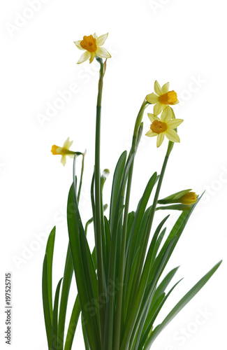 Narcissus flower in window background