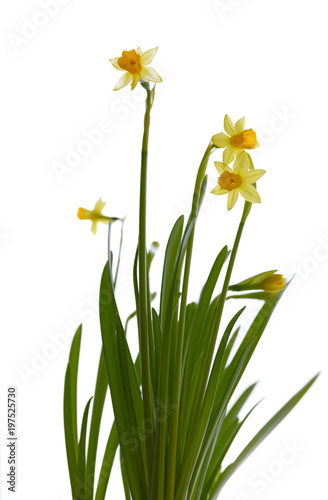 Narcissus flower in window background