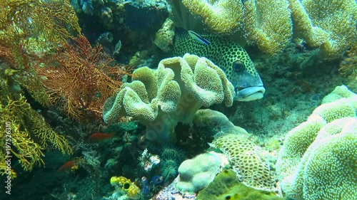 Giant sweetlips ( Plectorhinchus obscurus ) with friends at cleaning station, Bali photo