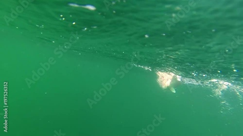 Underwater footage of a fish on a hook, being reeled in. Species: New Zealand Snapper, a member of the Sea Bream family. Caught by a recreational angler. Note: This fish was released back to the sea. photo