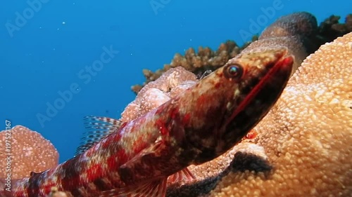 Riff lizardfish (synodus variegatus) is resting on coral of Bali photo