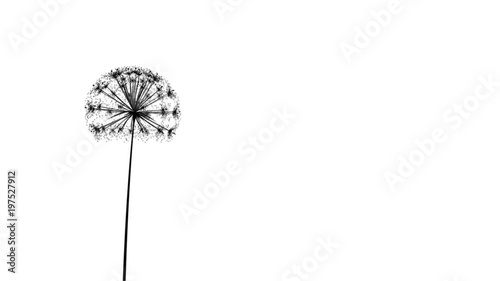 Animation of a dandelion growing and the seeds blowing away on the wind. Loop (or removable) section between 6:00-12:00. Black and white silhouette. Representing: wishing, birthday wishes, luck etc. photo