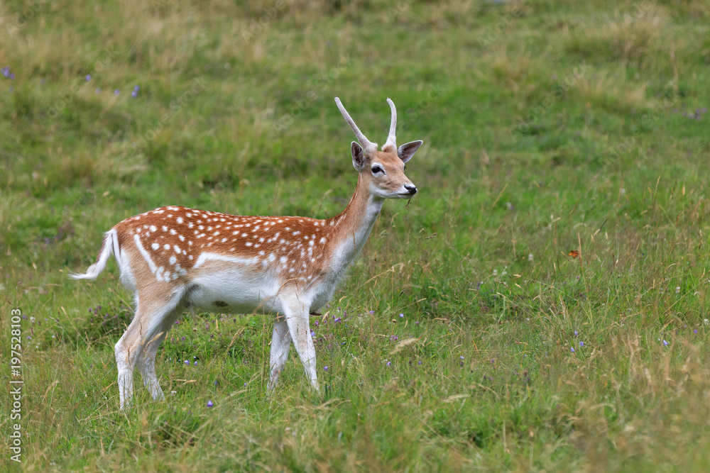 fallow deer (Dama dama) in grass. Parc de Merlet, France fallow deer (Dama dama) in grass. Parc de Merlet, France