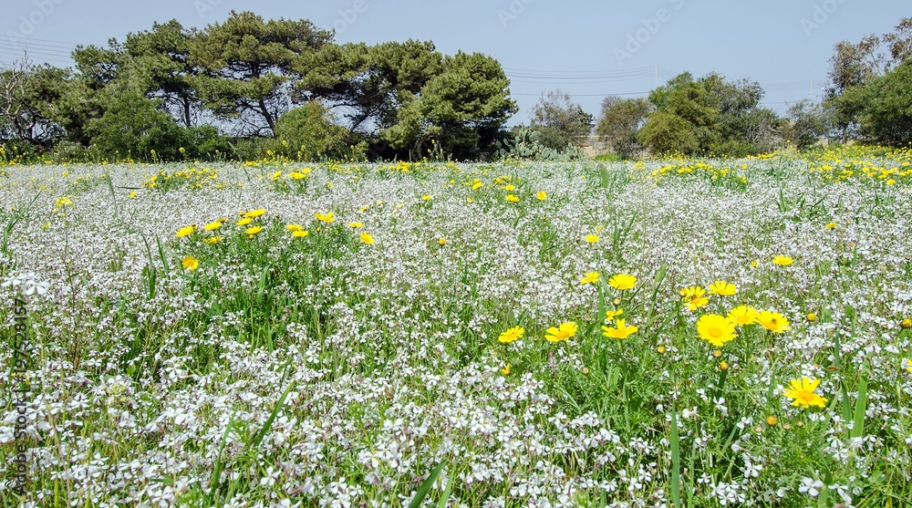 Fototapeta premium Flowers field