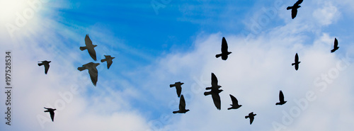 Silhouetten von Tauben vor blau-weißem Himmel