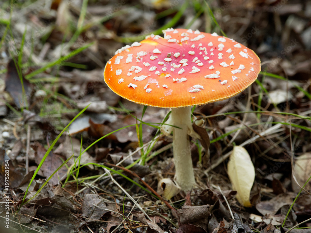 big toadstool between autumn leaves big toadstool between autumn leaves