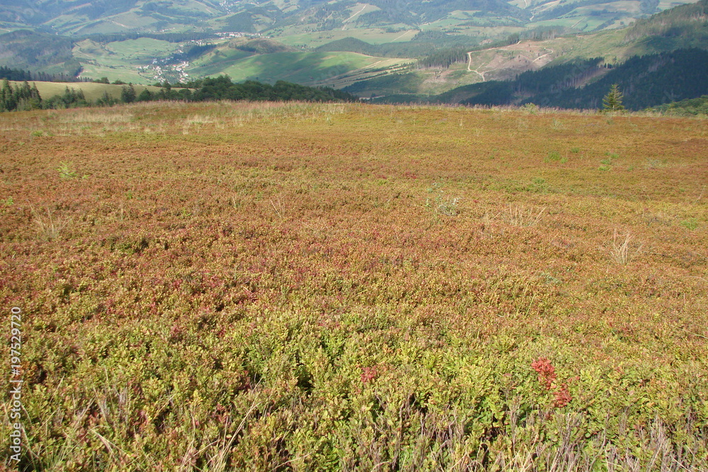 The landscape of the valley between the mountains, covered with bushes of immature blueberries.