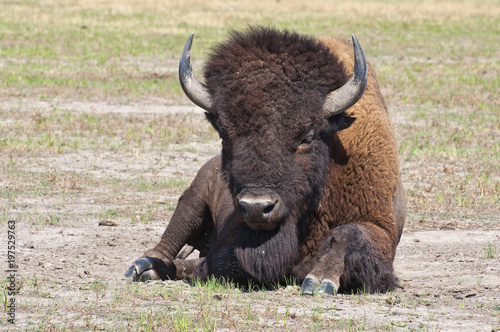 The Buffalo lies in the steppe.