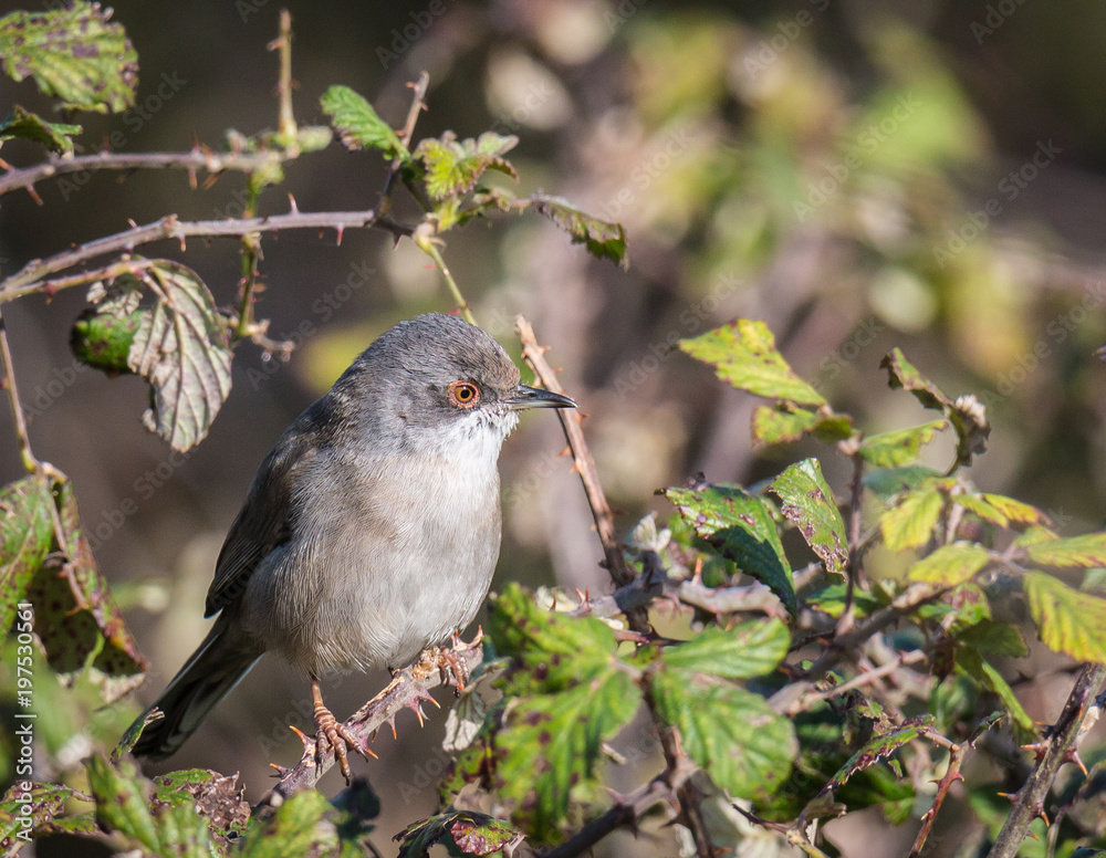 the female sardinian warbler looking for food in the morning the female sardinian warbler looking for food in the morning