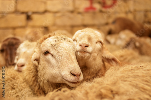 Livestock farm, flock of sheep. Indoor shot. photo