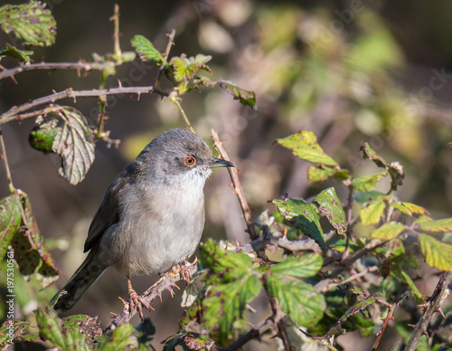 the female sardinian warbler looking for food in the morning