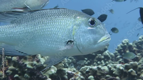 Humpnose big-eye bream monotaxis grandoculis swims above corals of Raja Ampat photo