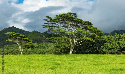 koa trees on green farmland kauai hawaii