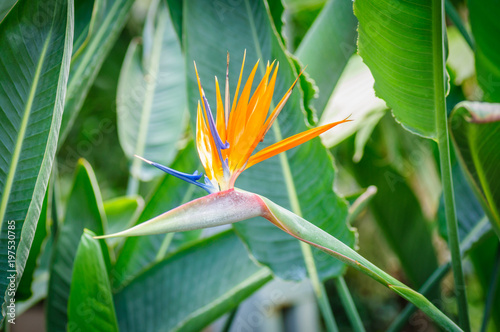 Strelitzia flower on green natural background