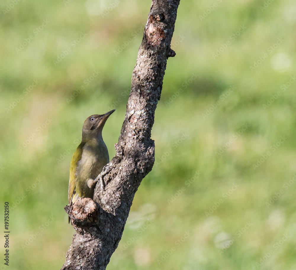 pretty bird woodpecker, posing on the tree pretty bird woodpecker, posing on the tree