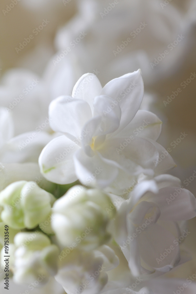 Abstract view of a twig of a blossoming white lilac (background with a bokeh).