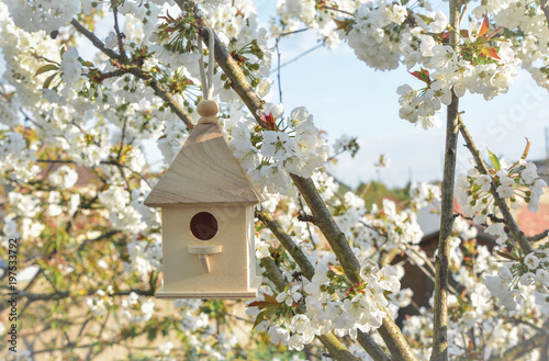 Birdhouse with blossom cherry flower © o1559kip