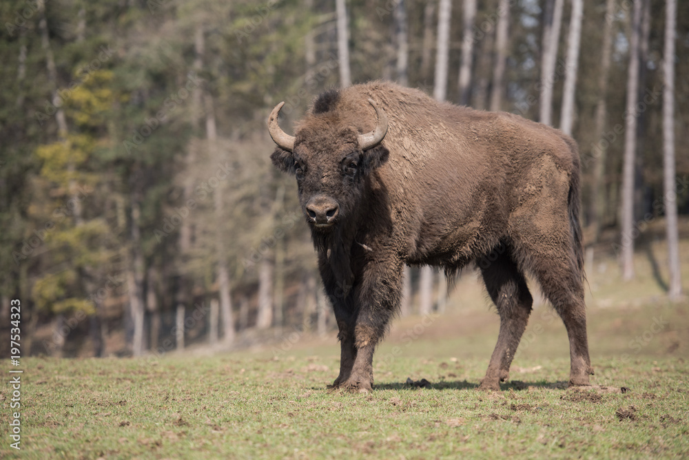 Bison d'Europe