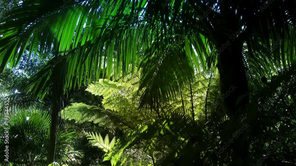Beautiful lush New Zealand tropical rain-forest, with large Nikau Palm tree in the foreground. Beautiful lush New Zealand tropical rain-forest, with large Nikau Palm tree in the foreground.