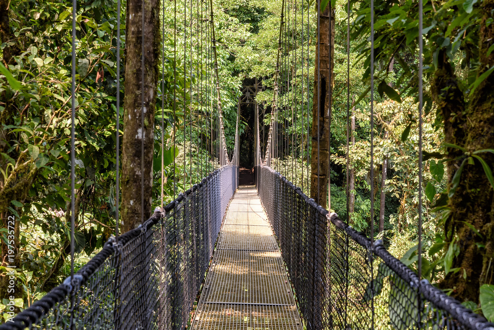 Naklejka premium Hängebrücke im Regenwald