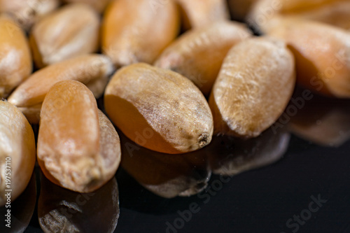 Macro collection, dry white wheat seeds close up on black