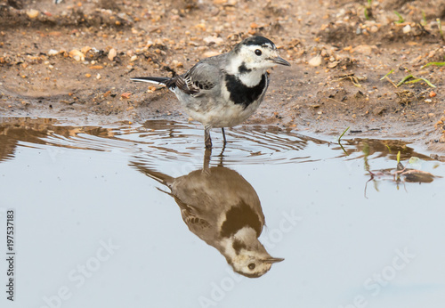 Washerwoman, small bird drinking and reflecting in the puddle of water photo