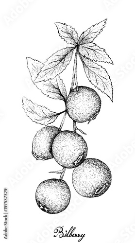 Hand Drawn of Ripe Bilberries on White Background