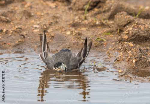 Washerwoman  small bird drinking and reflecting in the puddle of water