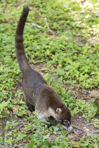 White-Nosed Coati At Tikal Guatemala