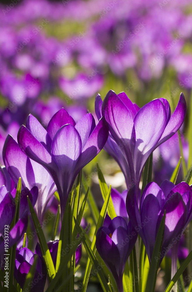 Lila Blumen - Lila Krokusse (Crocus) - lichtdurchflutet Lila Blumen - Lila Krokusse (Crocus) - lichtdurchflutet