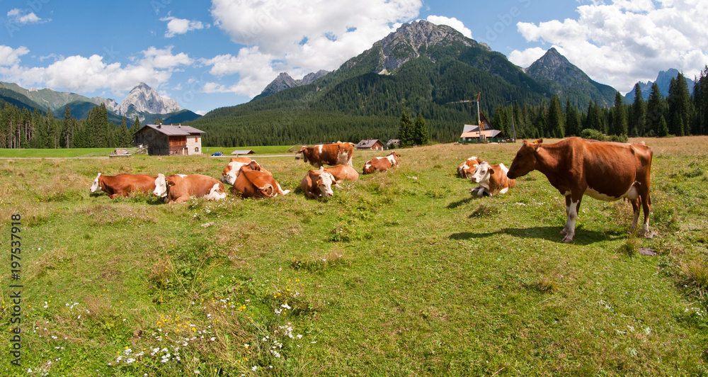 Obraz premium Meadows of Val Visdende, Italy