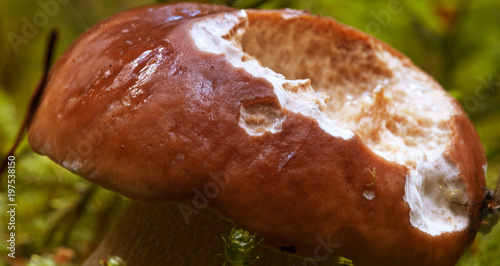 Boletus Mushroom, Dolomites photo