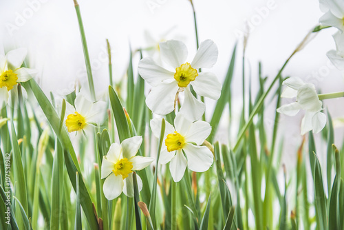 Fototapeta Naklejka Na Ścianę i Meble -  White narcissus flowers