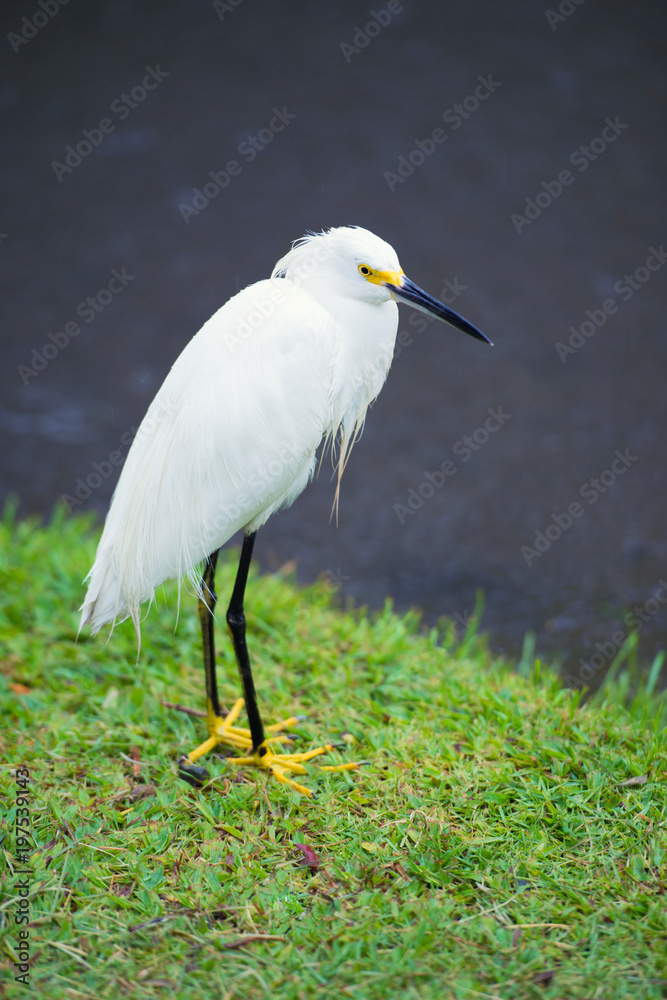 Great Egret on the background of a green grass Great Egret on the background of a green grass
