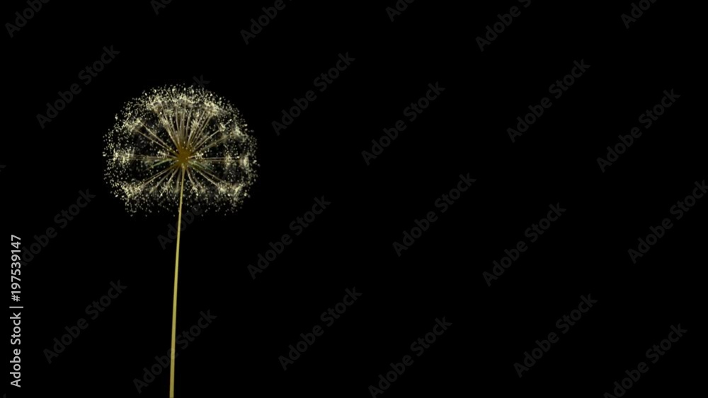 Animation of a dandelion growing and the seeds blowing away on the wind. Black background. With a luma matte (alpha channel). Representing: wishing, birthday wishes, luck etc.