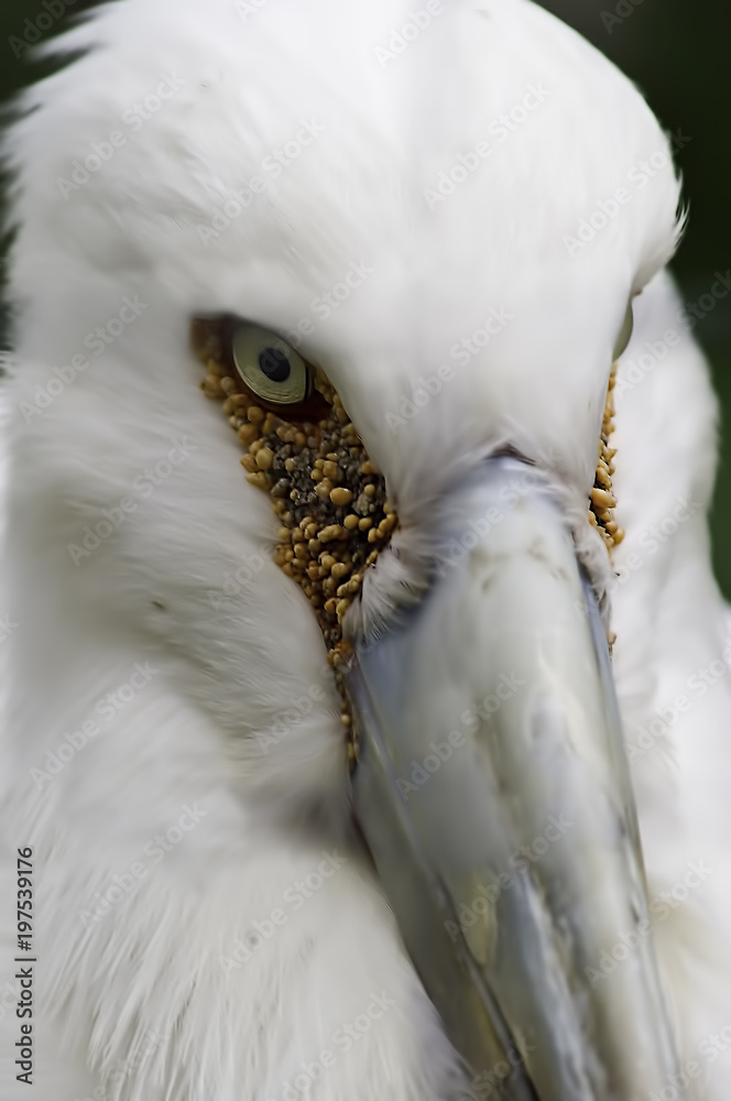 Obraz premium Bird's Eye View