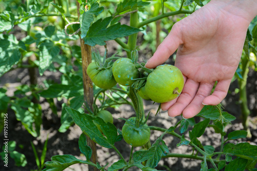 Tomato sprayed with Copper Sulfate this is prevention of phytophthora.
