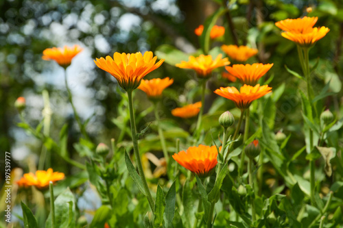 Wallpaper Mural Background with blooming flowers calendula officinalis, marigold. Torontodigital.ca