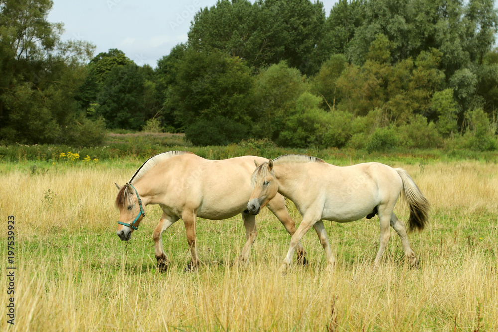 Two stallions in the pasture.The Fjord horse or Norwegian Fjord Horse. Equus ferus caballus. Two stallions in the pasture.The Fjord horse or Norwegian Fjord Horse. Equus ferus caballus.