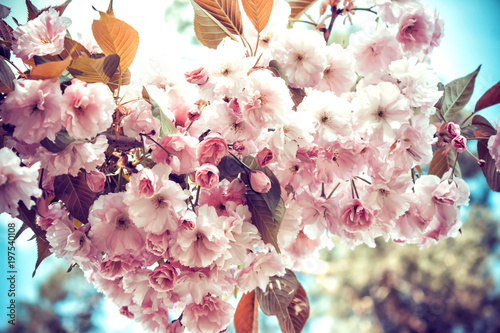 Beautiful flowers of Japanese Sakura. Delicate flowering branche